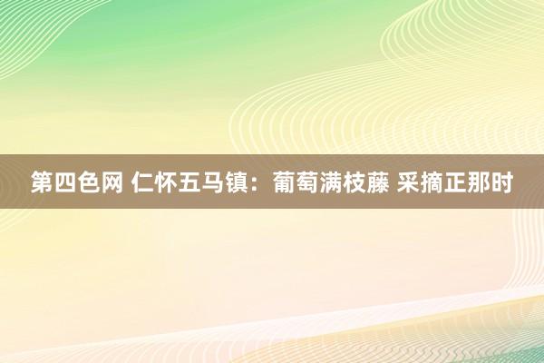 第四色网 仁怀五马镇：葡萄满枝藤 采摘正那时